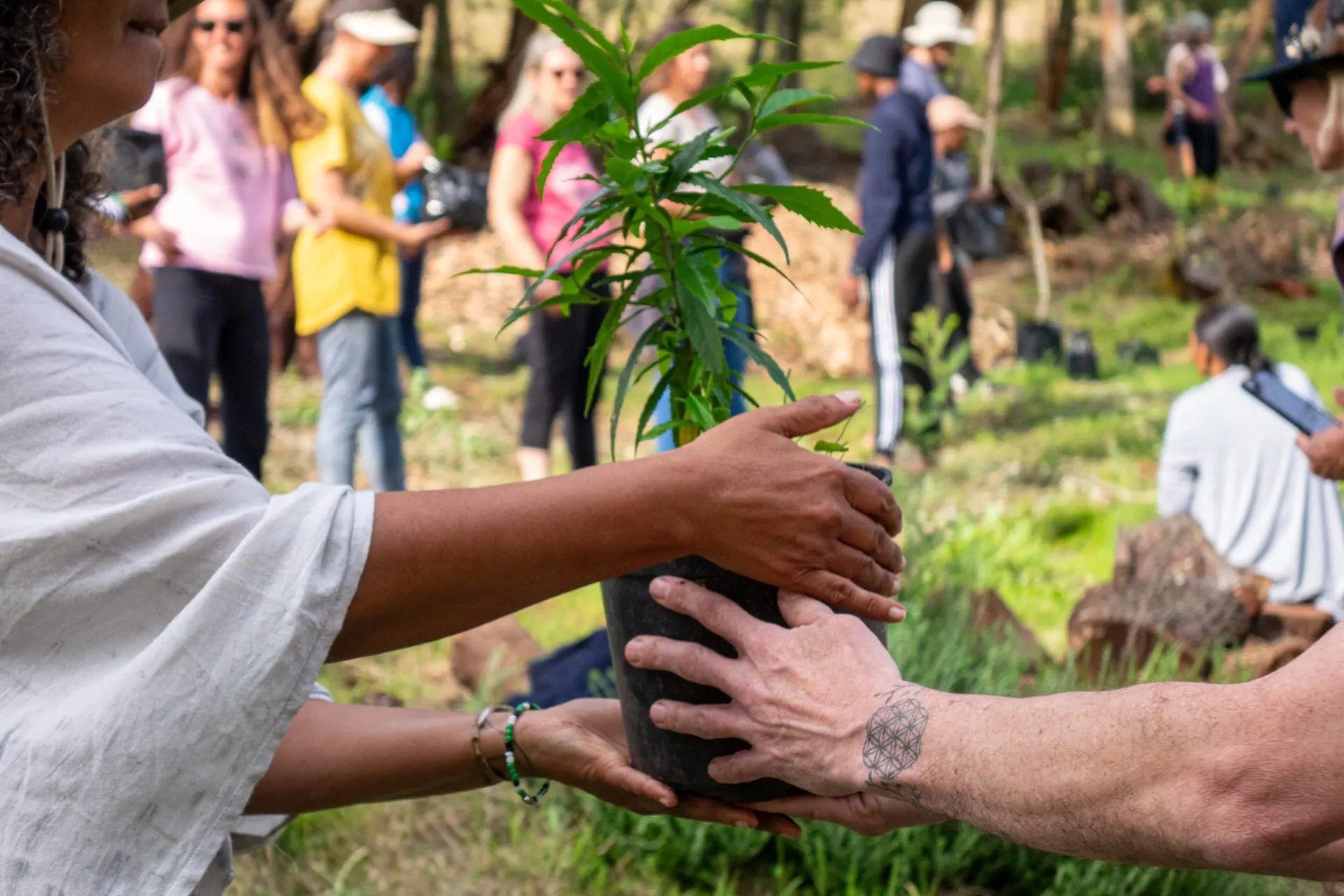 Hands pass a potted sapling from one volunteer to another in the forest