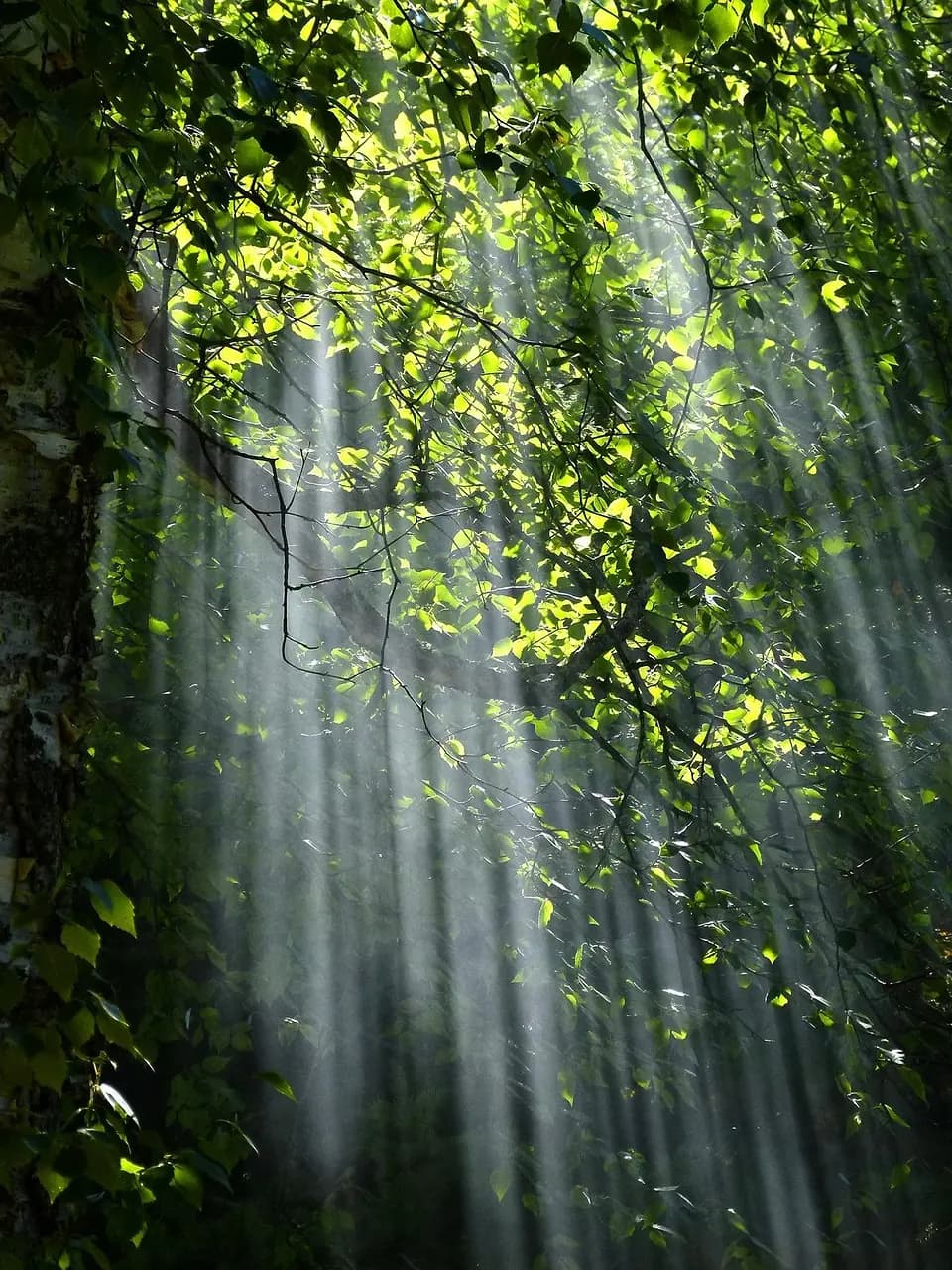 Sunlight streams through the forest canopy along the wildlife corridor at Well-Being Sanctuary