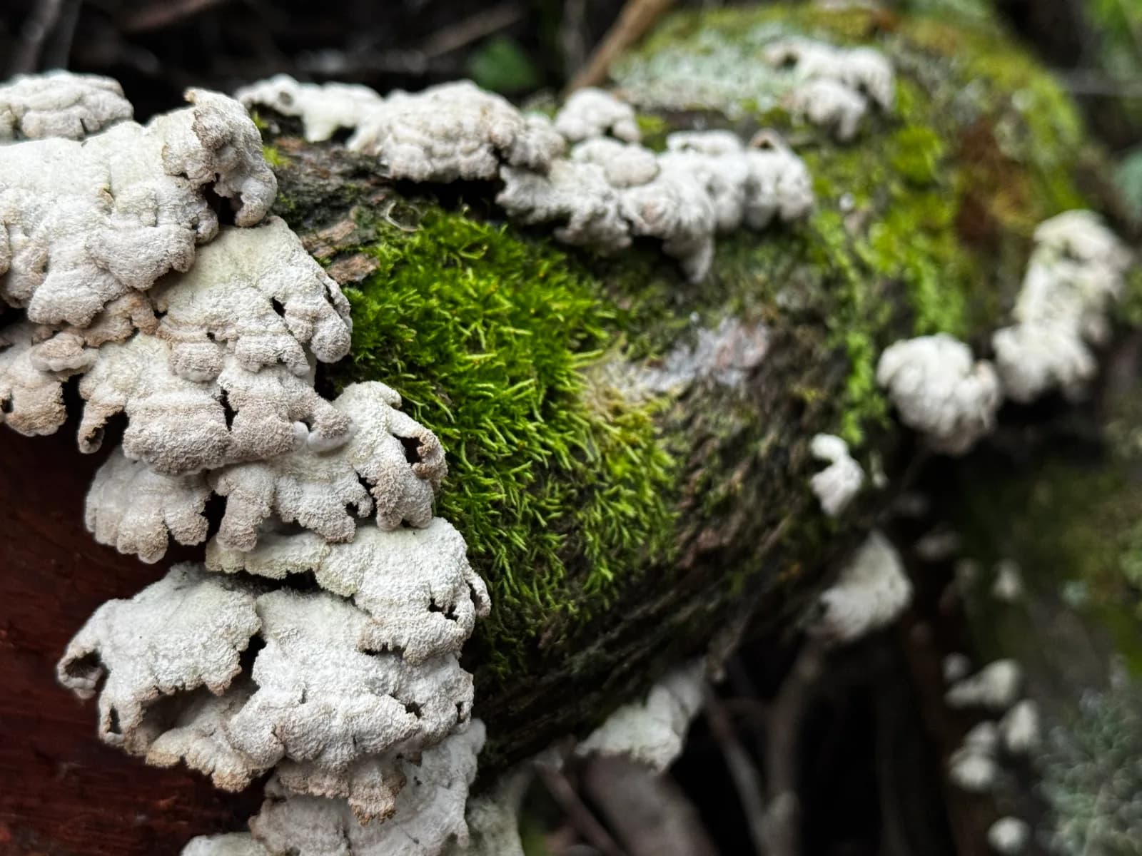 A fallen tree left to decompose on the forest floor